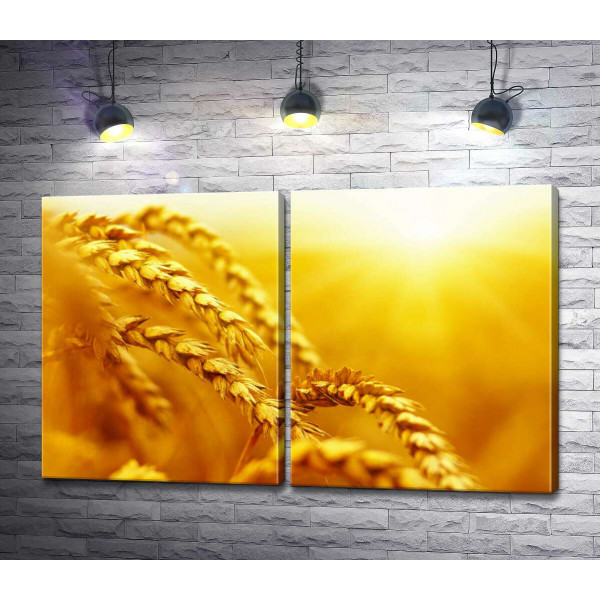 Золоті колоски пшениці, розфарбовані сонцем