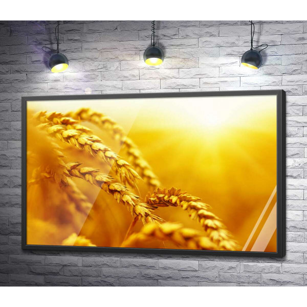 Золоті колоски пшениці, розфарбовані сонцем