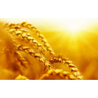 Золотые колосья пшеницы, раскрашенные солнцем