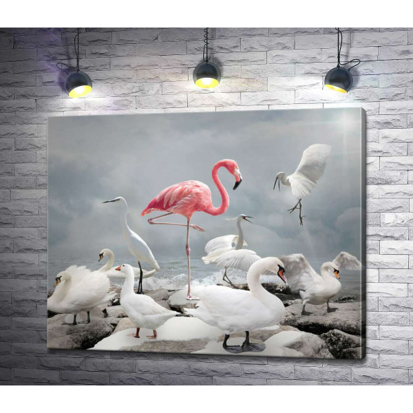 Розовый фламинго среди белоснежных лебедей, цапель и гусей