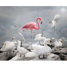 Рожевий фламінго серед білосніжний лебедів, чапель та гусей