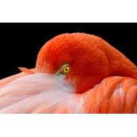 Фламинго спрятал клюв в нежно-розовых перьях