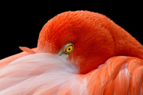 Фламинго спрятал клюв в нежно-розовых перьях