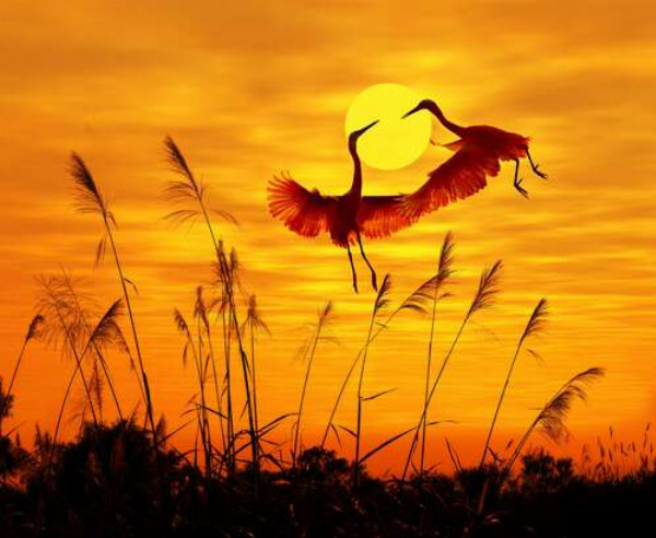 Силуэты аистов, летающих в танце над вечерней рекой