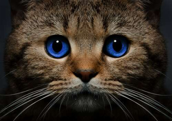Голубизна океана в глазах кота