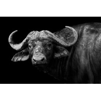 Темный силуэт африканского буйвола