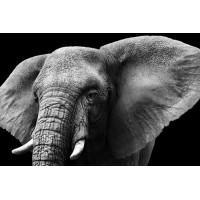 Большие уши африканского слона