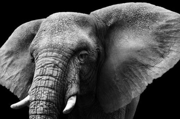 Великі вуха африканського слона