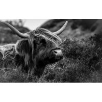 Шотландская корова среди зарослей кустов
