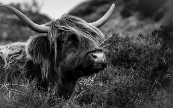 Шотландская корова среди зарослей кустов