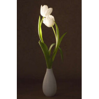 Плавные линии стеблей белых тюльпанов в вазе
