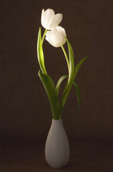 Плавные линии стеблей белых тюльпанов в вазе