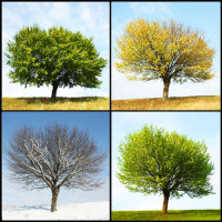 Четыре сезона одного ветвистого дерева