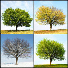 Чотири сезони одного гіллястого дерева