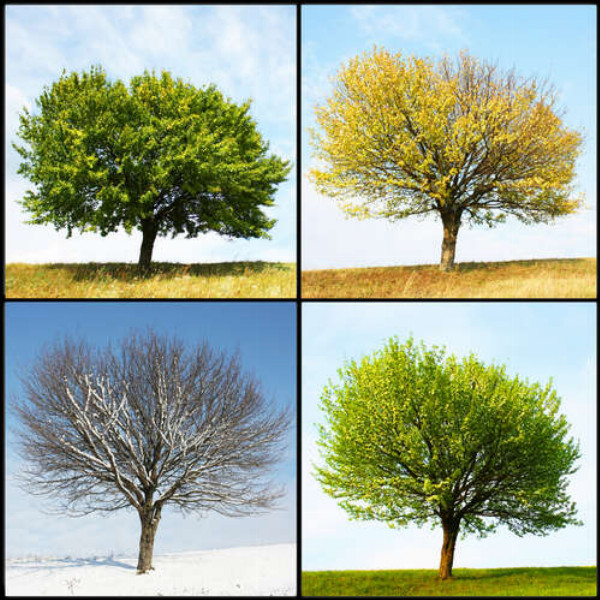 Четыре сезона одного ветвистого дерева