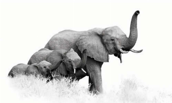 Семья слонов гуляет по саванне