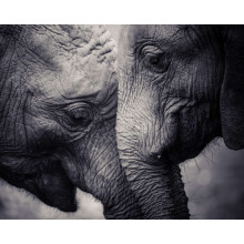 Двое серых слонов ластятся друг к другу