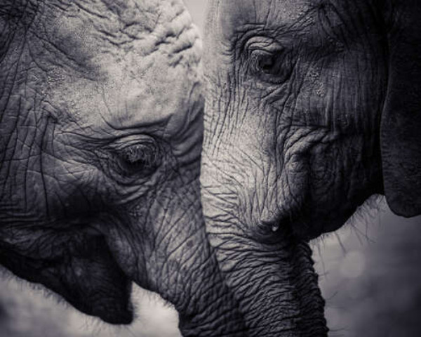 Двоє сірих слонів ластяться один до одного