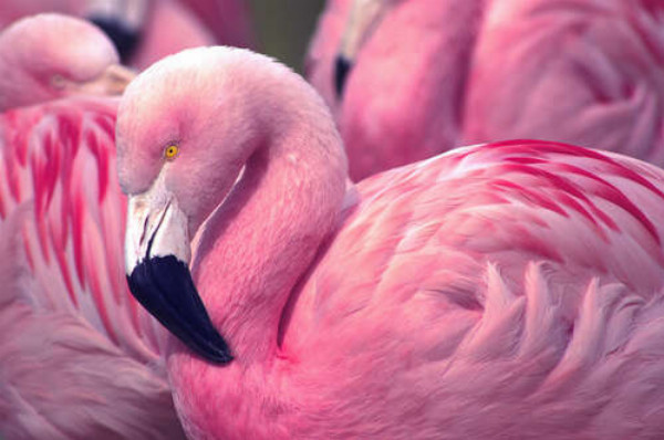 Розовый фламинго стоит среди стаи птиц