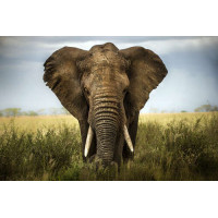 Белые бивни – грозная охрана покоя слона