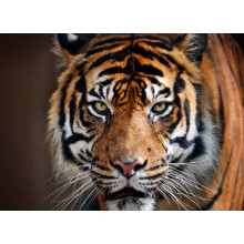 Симметрия полосок на морде грозного тигра