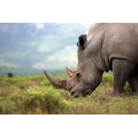 Покой природы в силуэте носорога