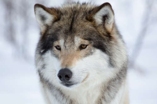Пушистая шерсть волка в зимнем лесу