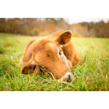 Рыжий теленок лежит в сочной траве