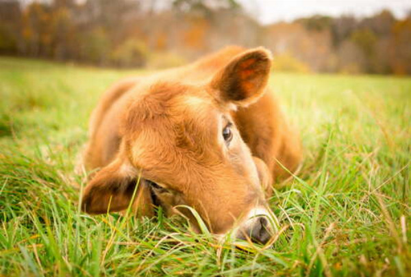 Рыжий теленок лежит в сочной траве