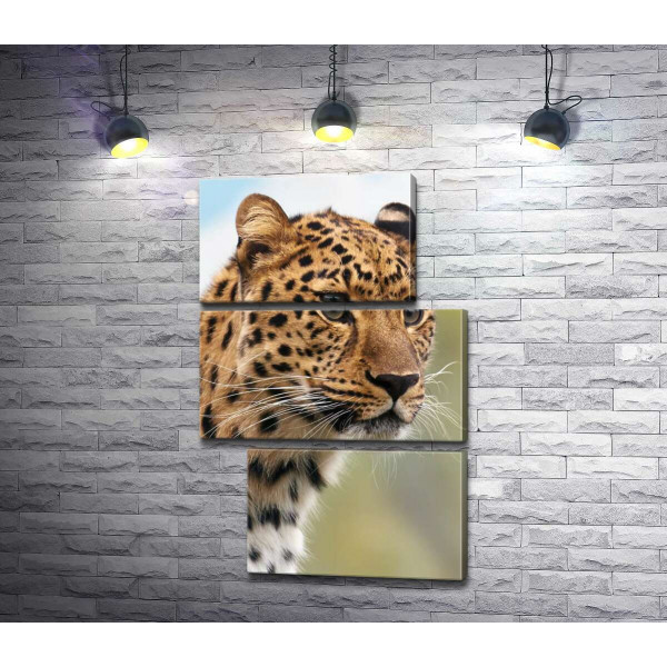 Леопард выжидает добычу