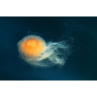 Прозрачное тело медузы светится оранжевым