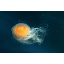 Прозоре тіло медузи світиться помаранчевим