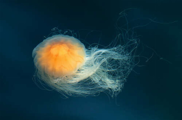 Прозрачное тело медузы светится оранжевым