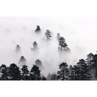 Вершины сосен возвышаются над туманом