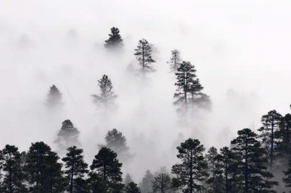 Вершины сосен возвышаются над туманом