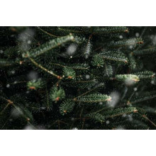Дрібні сніжинки покривають зелені голки ялинки