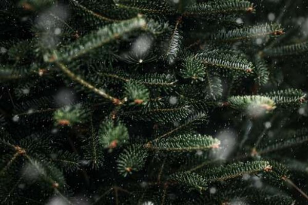 Мелкие снежинки покрывают зеленые иголки елки