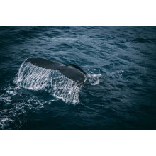Білі струмені води стікають із хвоста кита