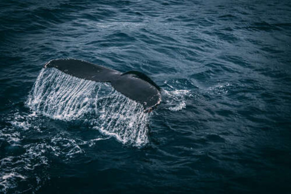 Белые струи воды стекают с хвоста кита
