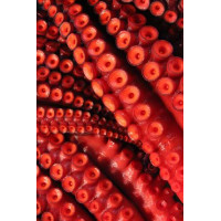 Круглые присоски на щупальцах красного осьминога
