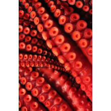 Круглі присоски на щупальцях червоного восьминога