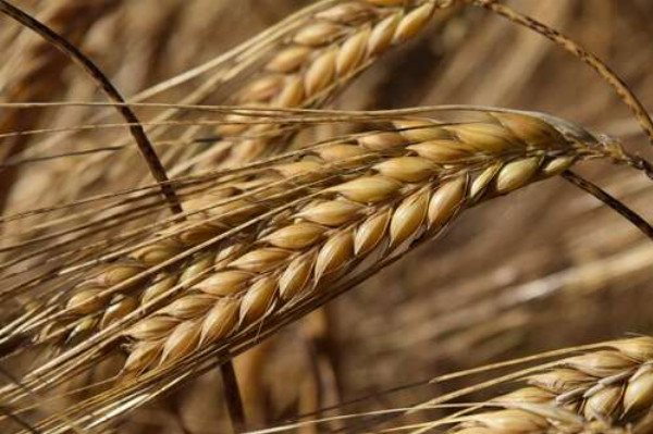 Длинные усики на спелых колосьях пшеницы