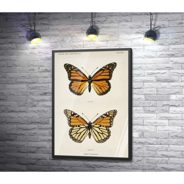 Помаранчево-чорний візерунок крилець метелика монарха