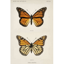 Оранжево-черный узор крылышек мотылька монарха