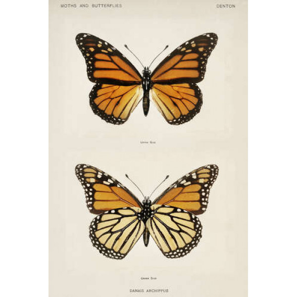 Помаранчево-чорний візерунок крилець метелика монарха