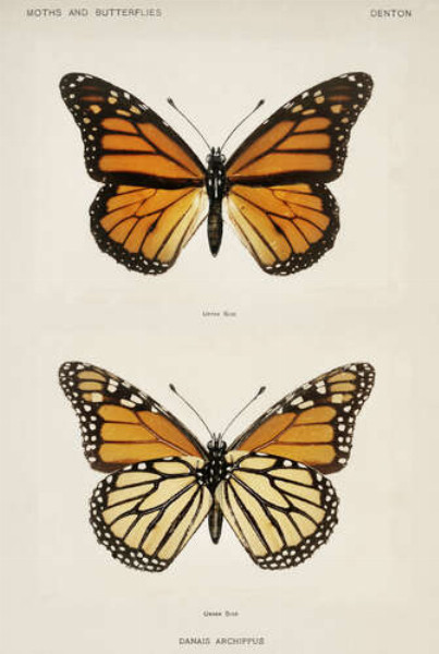Оранжево-черный узор крылышек мотылька монарха