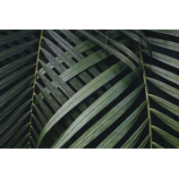Тонкие полоски зеленых пальмовых листьев