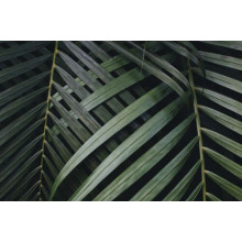 Тонкі смужки зеленого пальмового листя 