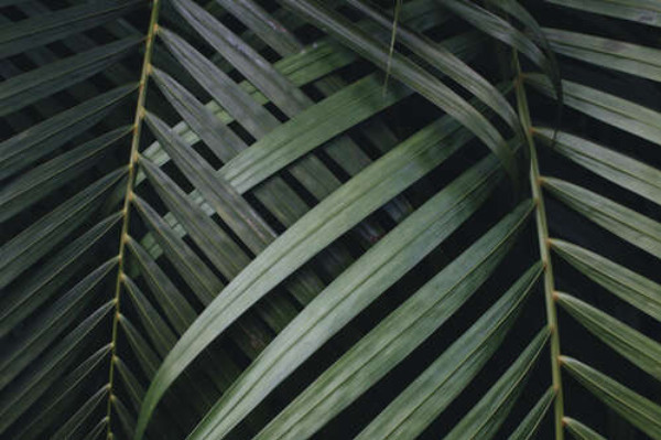 Тонкие полоски зеленых пальмовых листьев