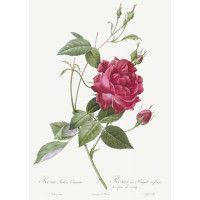 Королевский цвет багряной розы